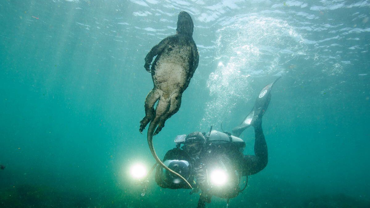 scuba-diving-galapagos-marine-iguana-1200x675